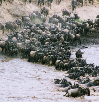 Great Migration Tanzania
