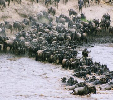 Great Migration Tanzania